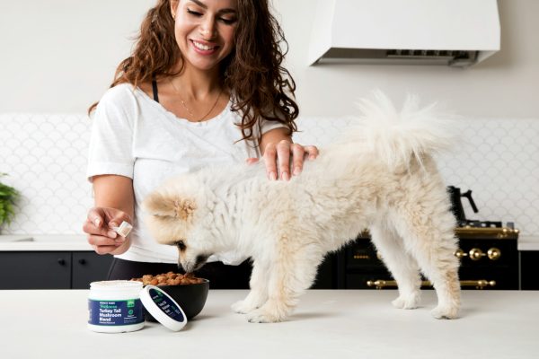 honest-paws-jHBv9fb0ywU-unsplash